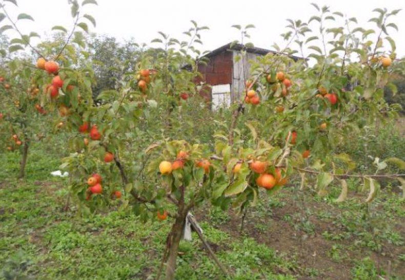 ต้นแอปเปิ้ลแชมเปี้ยน