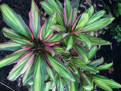 ดอกไม้ที่สวยงาม