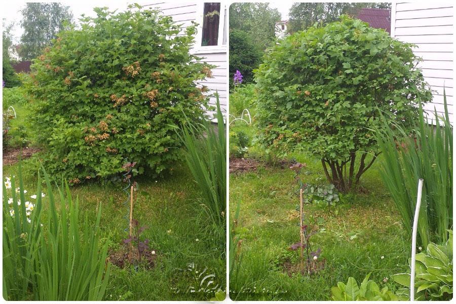 การสร้างรูปร่างและการฟื้นฟู