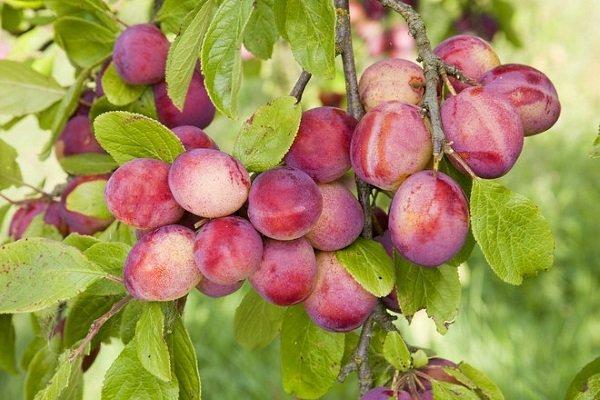 เชอร์รี่พลัมในสวน