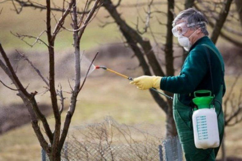 การให้อาหารและการใส่ปุ๋ยต้นแอปเปิล