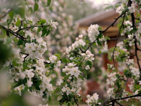 ต้นแอปเปิ้ลออสตันคิโน