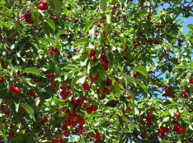 เชอร์รี่ในสวน