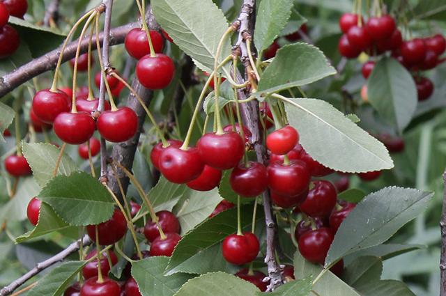 เชอร์รี่ดรอปเล็ต