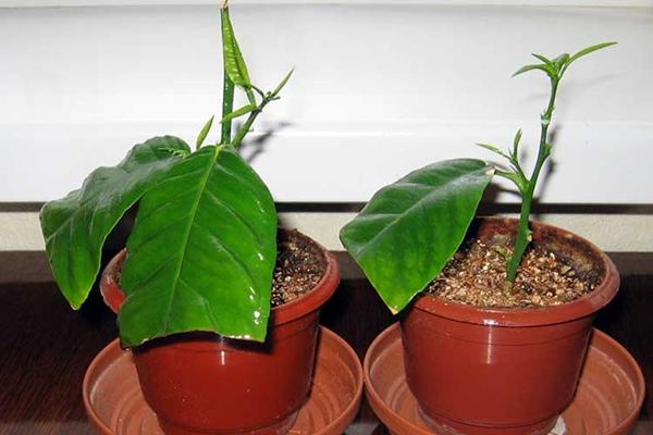 การตัดมะนาว