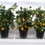 ดินใบมะนาว