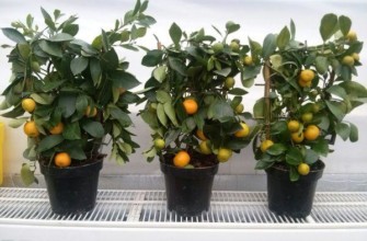 ดินใบมะนาว