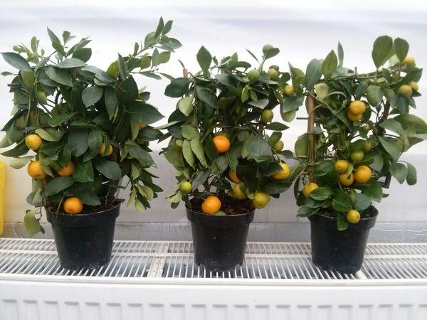 ดินใบมะนาว