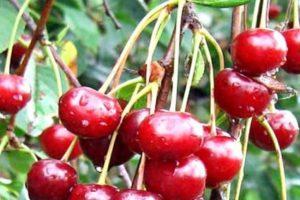 คำอธิบายพันธุ์เชอร์รี่ Raspletka และความละเอียดอ่อนในการปลูก