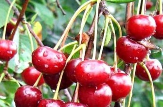 ถักเชอร์รี่