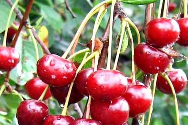 ถักเชอร์รี่