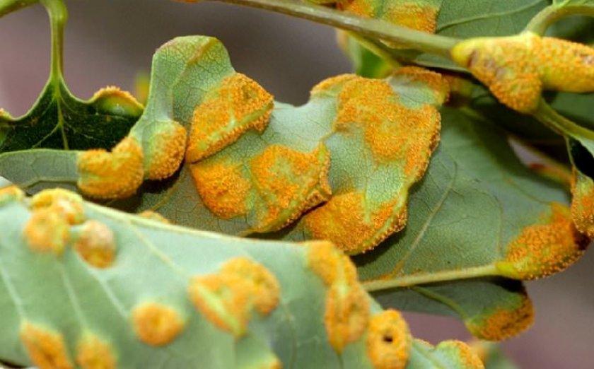 สนิมบนลูกพลัม