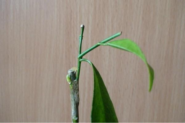 ต้นตอมะนาว