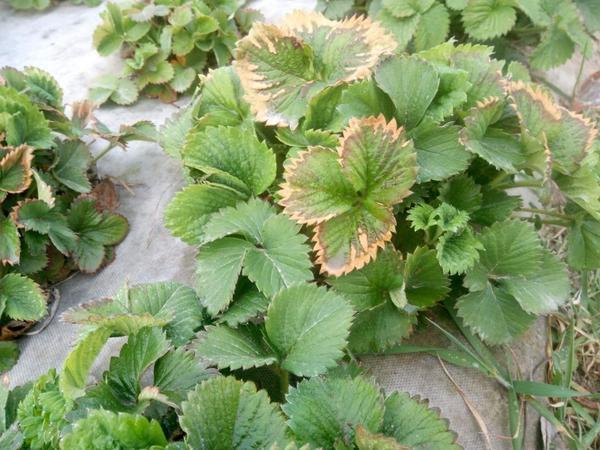 การขาดแมกนีเซียมในสตรอเบอร์รี่