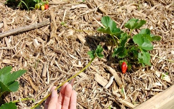 สตรอเบอร์รี่