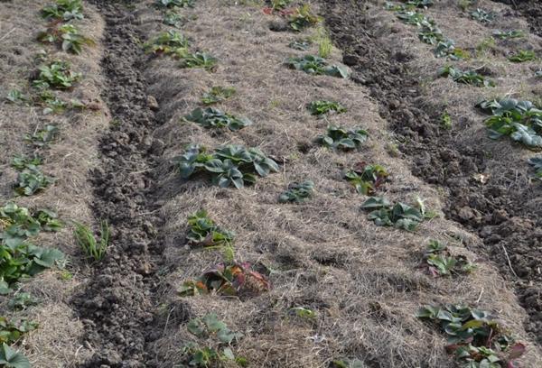 Plantation de fraises de Murano
