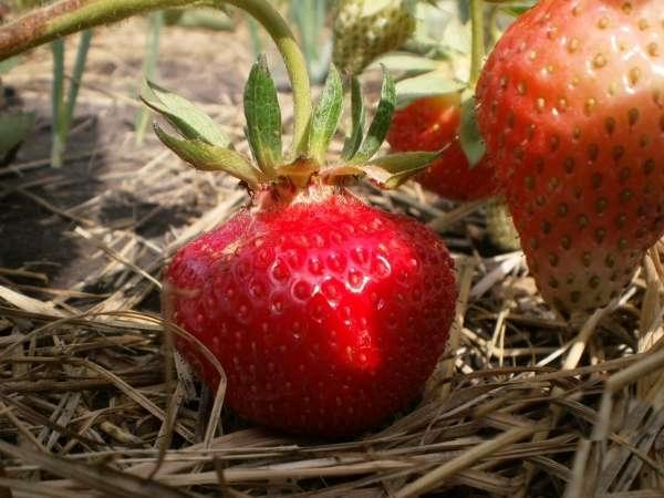 สตรอเบอร์รี่ โดย Wim Tarde