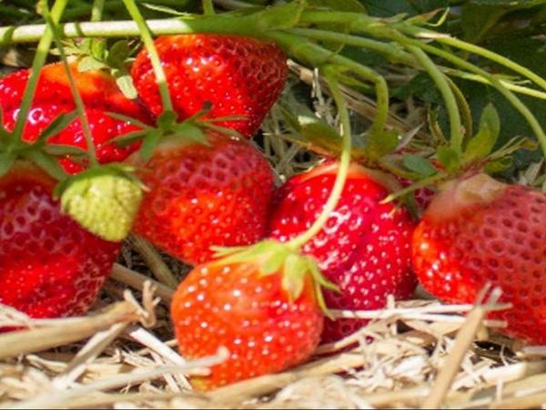 สตรอเบอร์รี่คาร์ดินัล