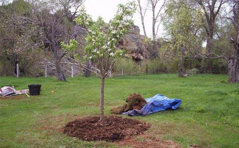 การคลุมดินและการดูแล