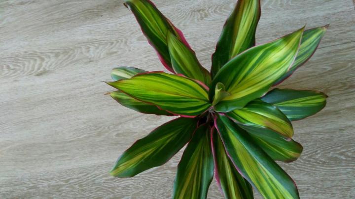 ดอกไม้สวยมาก