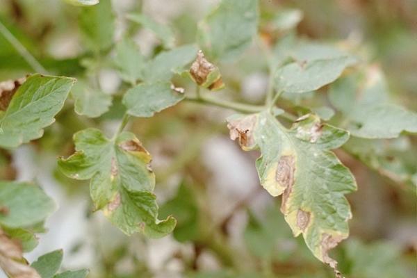 แอนแทรคโนส