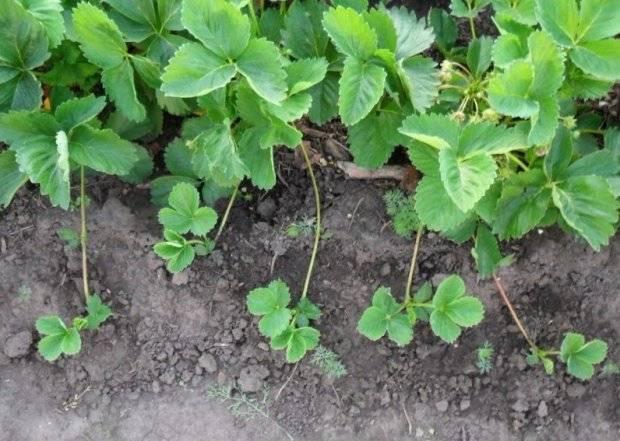 การปลูกสตรอว์เบอร์รีวิมาทาร์ดา