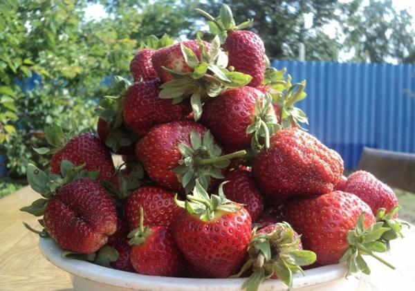 สตรอเบอร์รี่คาร์ดินัล