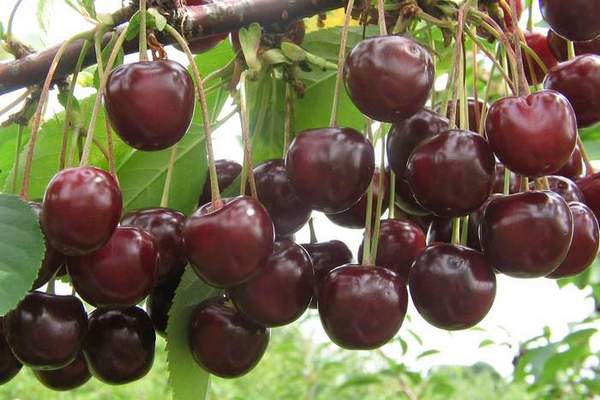 ขนมหวานโวลก้า