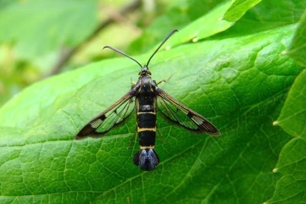 เรือนกระจกลูกเกด