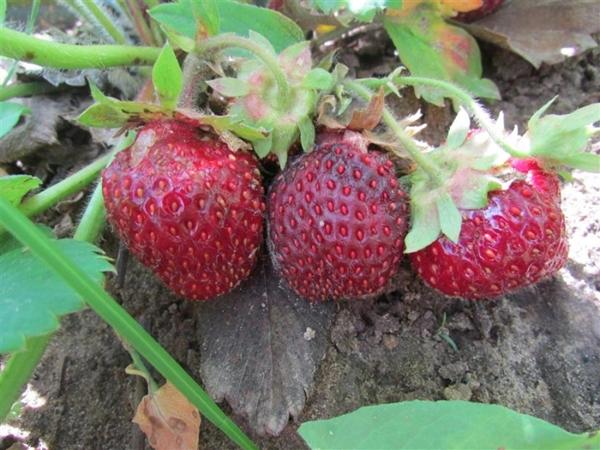 Guirlande de fraises en hiver