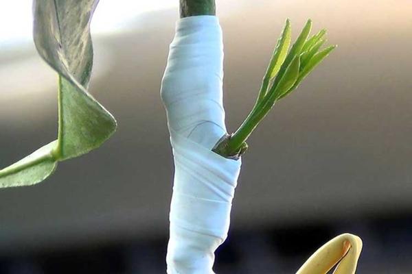 การมีเพศสัมพันธ์ของมะนาว