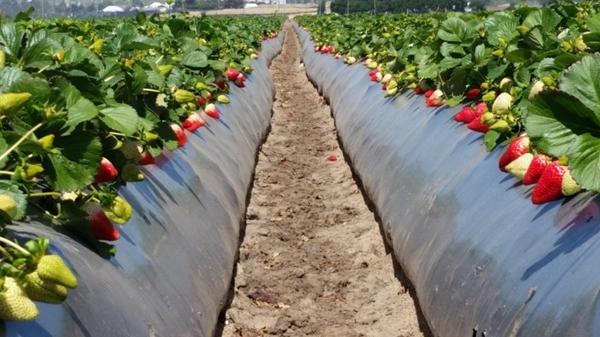 การคลุมดินสตรอเบอร์รี่