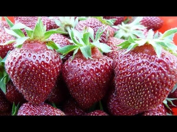 สตรอเบอร์รี่คาร์ดินัลในฤดูหนาว