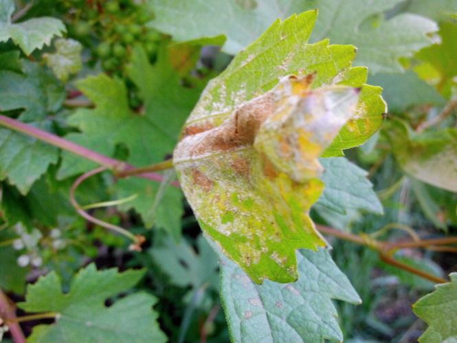 โรคองุ่น