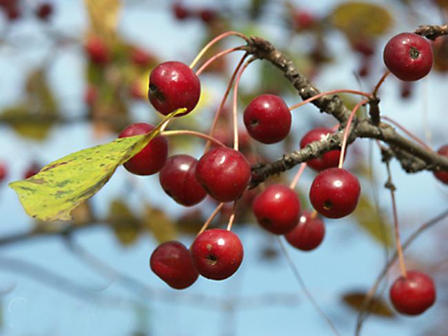 ต้นแอปเปิ้ลไซบีเรีย