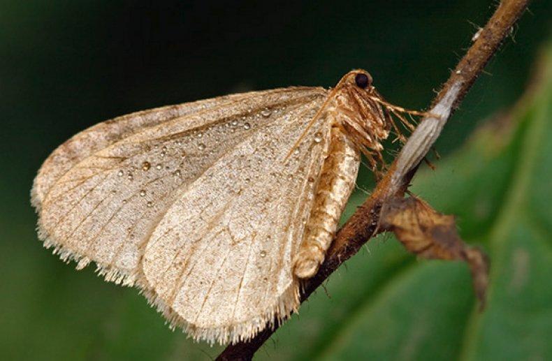 ผีเสื้อกลางคืนเชอร์รี่