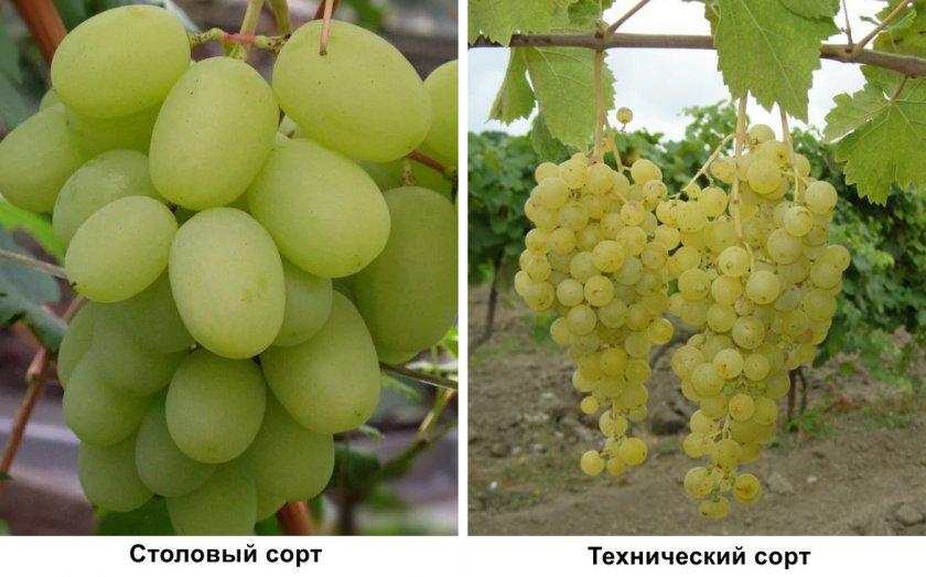 พันธุ์องุ่น