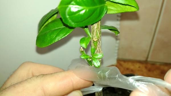 การแตกหน่อของมะนาว