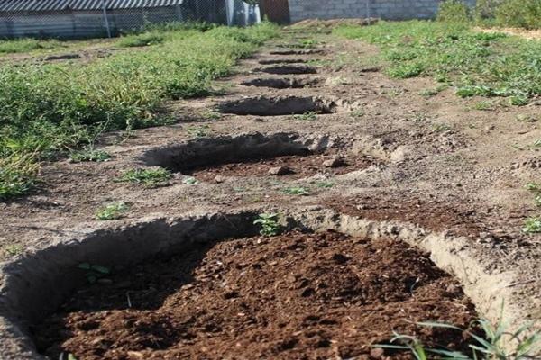 Plantation de bleuets Denis Blue