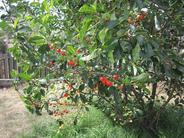 การถักเปียต้นเชอร์รี่บนไซต์