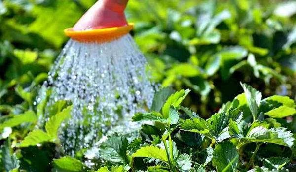 สตรอเบอร์รี่ของวิม ทาร์ดาและการรดน้ำ