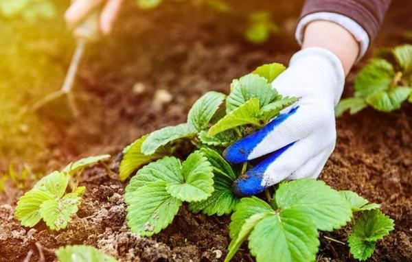 การปลูกสตรอเบอร์รี่คาร์ดินัล