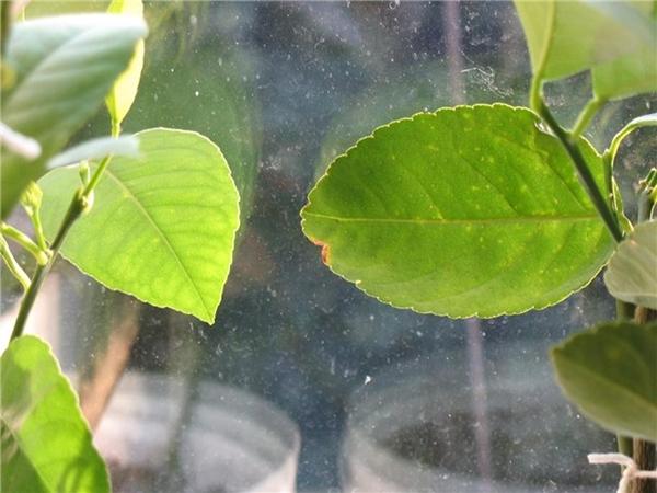 Araignée rouge sur un citronnier d'intérieur