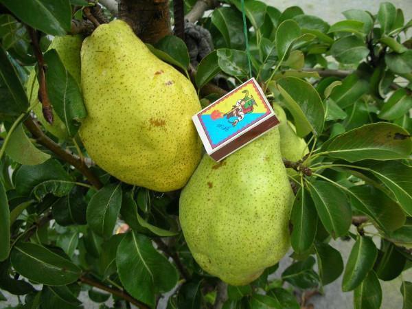 แพร์ แอ็บบอต เวทเทล