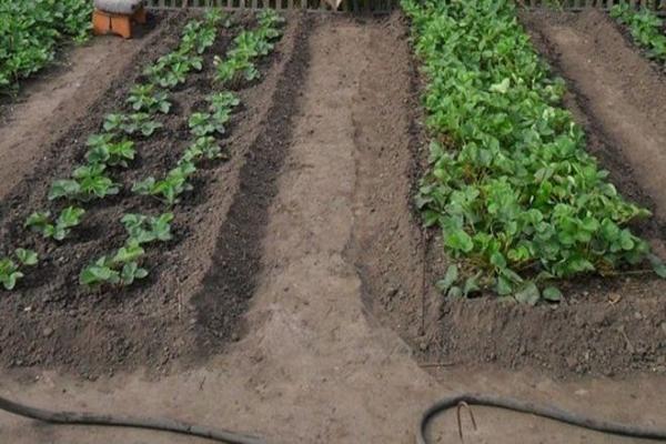 สตรอเบอร์รี่