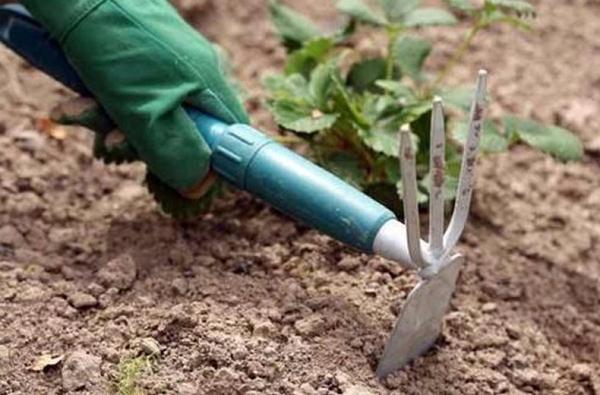 การกำจัดวัชพืชในสตรอเบอร์รี่ โดย Wim Tarda