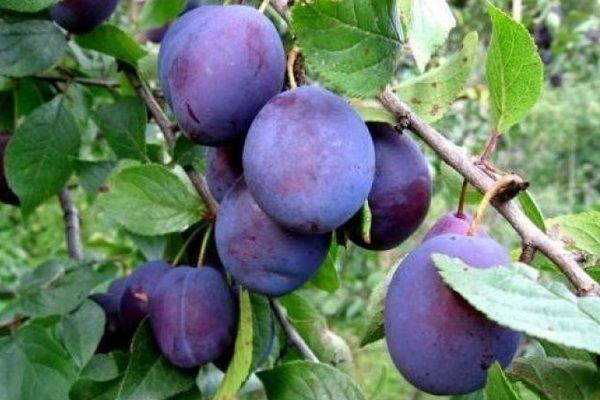 พลัมหวานเลิศรส