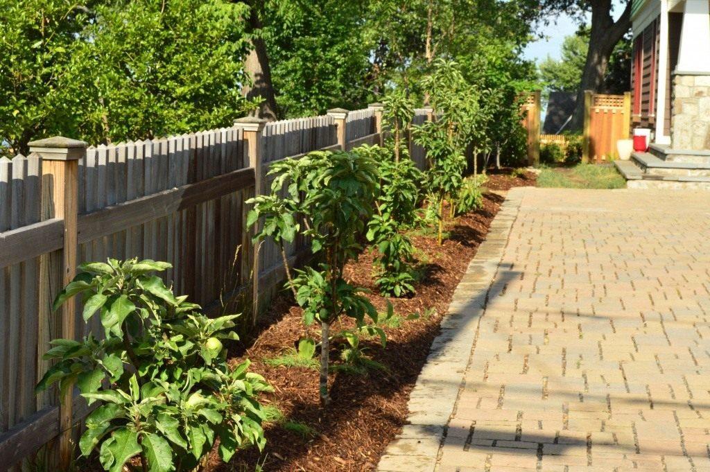 dimensions des arbres