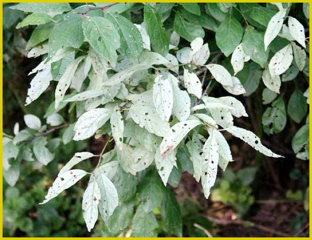 ประกายแวววาวสีขาวขุ่นบนลูกพลัม