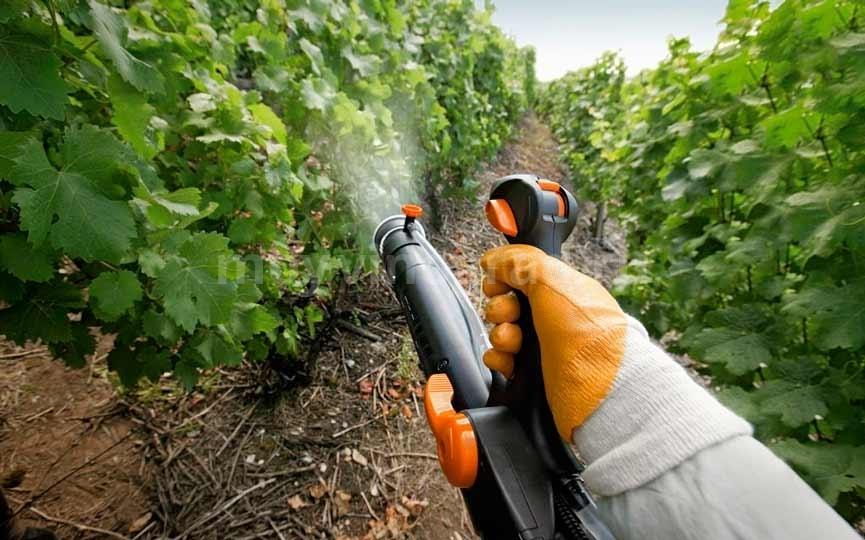 การฉีดพ่นองุ่น